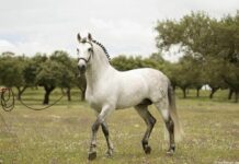 El MAPA promueve el prestigio internacional del caballo de Pura Raza Española