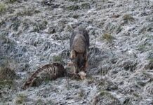 COAG Asturias reclama el pago inmediato a los ganaderos de los daños por fauna salvaje