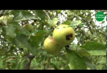 PROGRAMA 3 – Situación de la Sidra de Asturias DOP