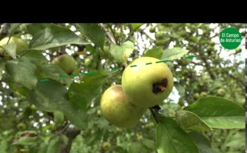 PROGRAMA 3 – Situación de la Sidra de Asturias DOP