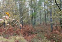 Más de 7,8 millones para la mejora de las industrias agrarias y forestales