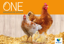 ONE®: el nuevo plan nutricional de De Heus para una avicultura de primera