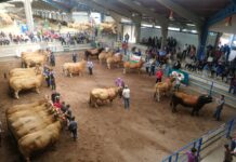 Cangas del Narcea retomará el certamen ganadero local y las ferias de San Mateo y San Andrés