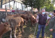 Entrevista a Tino de Malleza, ganadero y tratante