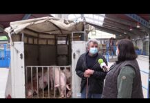 Entrevista a Ángel Álvarez, ganadero de Olgo (Cangas del Narcea)