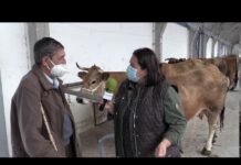 Entrevista a Gonzalo Díaz Morán, ganadero de Dagüeño (Cangas del Narcea)