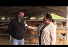 ASEAMO subastará dos bueyes casinos en AGROPEC