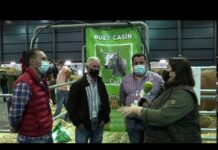 Entrevista a representantes de ASEAMO previa a la subasta de bueyes casinos