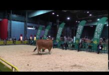 Caprichoso, buey casín adjudicado a Alimerka en 7.100 euros