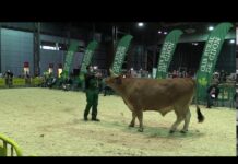 Somón, buey casín adjudicado a Alimerka en 7.100 euros