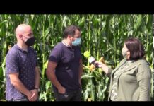 Futurcamp, nuevas perspectivas de la cosecha de maíz y ensilado