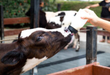 Bacilactol Absolut® y Benefit® potencia la ganancia de peso de los terneros desde las primeras semanas de vida