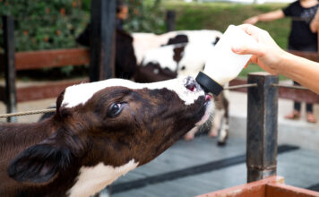 Bacilactol Absolut® y Benefit® potencia la ganancia de peso de los terneros desde las primeras semanas de vida