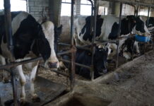 El Principado concede ayudas por casi 13,3 millones para la mejora de explotaciones