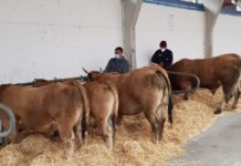 235 reses de 30 ganaderías participan en el Concurso Local de Cangas del Narcea sin público