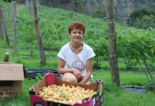 Physalis: la fruta saludable que crece en las faldas del Fitu