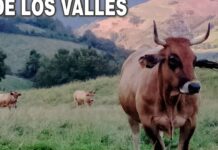 Entrega de premios XXXV Muestra Ganadera Local de Asturiana de los Valles (Cangas del Narcea)