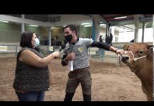 Pedro González, propietario de la ternera tipo normal campeona