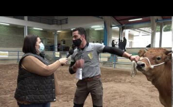 Pedro González, propietario de la ternera tipo normal campeona