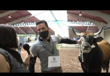 Pedro González propietario de Titanic, toro tipo normal campeón