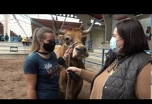 Sonia Martínez Lago propietaria de Soberana, vaca campeona tipo normal / El Campo de Asturias
