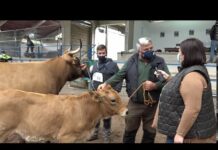 Ganadería Chongo, propietaria la campeona de vaca con cría tipo normal