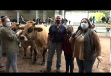 Parniegos propietaria del lote de criador y lote de establo campeón tipo normal