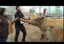 Marcos Gayo, propietario de Primavera campeona vaca con cría tipo culón