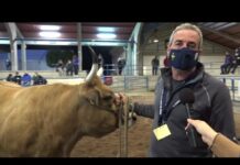 Xana, vaca campeona tipo culón