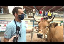 Sofía, novilla campeona tipo culón