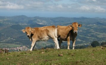 Dubno Connaisseurs: «Ternera Asturiana tiene futuro en Suiza»
