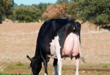 H.Tobías Bradnick Mili, vaca gran campeona del Concurso Usías Holstein