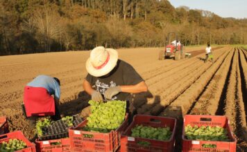 Repollos y coles por balones en Sevares