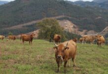 COAG Asturias reclama las ayudas de hasta 7.000 euros por agricultor y ganadero aprobadas por la UE