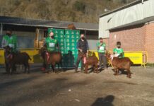 La cabra bermeya, fiel a su cita en Cangas de Onís