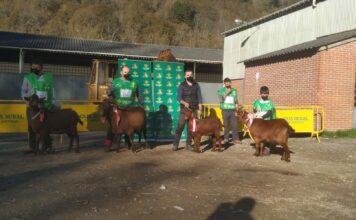 La cabra bermeya, fiel a su cita en Cangas de Onís