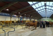 Cangas del Narcea aplaza la feria ganadera de San Andrés