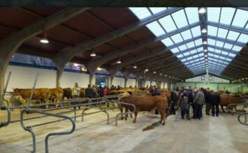 Cangas del Narcea aplaza la feria ganadera de San Andrés