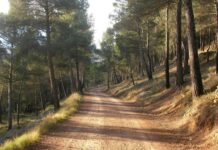 El Principado concede más de 4,3 millones a 127 proyectos para el desarrollo forestal