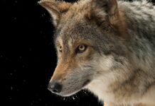 Asturias, Castilla y León, Cantabria y Galicia rechazan aumentar la protección del lobo