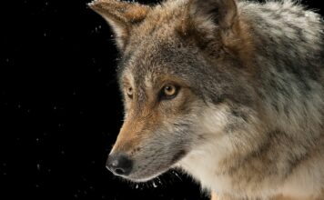 Asturias, Castilla y León, Cantabria y Galicia rechazan aumentar la protección del lobo