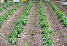 El Principado levantará en 2021 la prohibición de cultivar patata salvo en San Tirso de Abres y Vegadeo