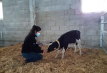 Recría en invierno: mejor con Kaliber