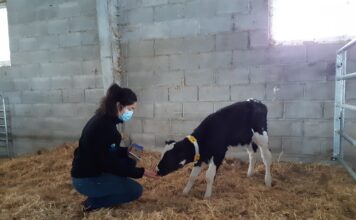 Recría en invierno: mejor con Kaliber