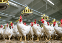 Los productores de pollo llegan “desplumados” a la Navidad