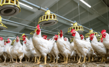 Los productores de pollo llegan “desplumados” a la Navidad