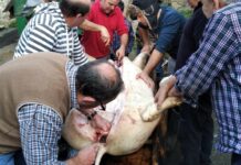 ‘Gochero’, del cerdo hasta el oficio