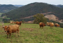 La PAC se cobrará normalmente en 2021 y 2022