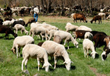 UPA propone 10 medidas para afrontar los problemas del lobo a la ganadería