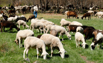 UPA propone 10 medidas para afrontar los problemas del lobo a la ganadería